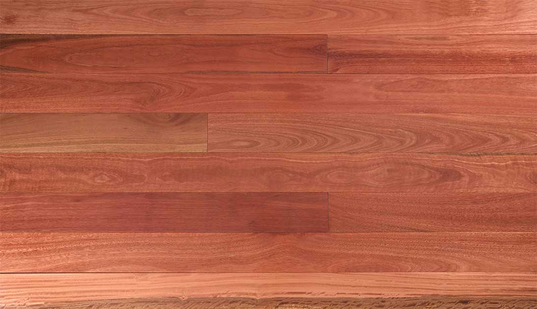 Sydney Blue Gum