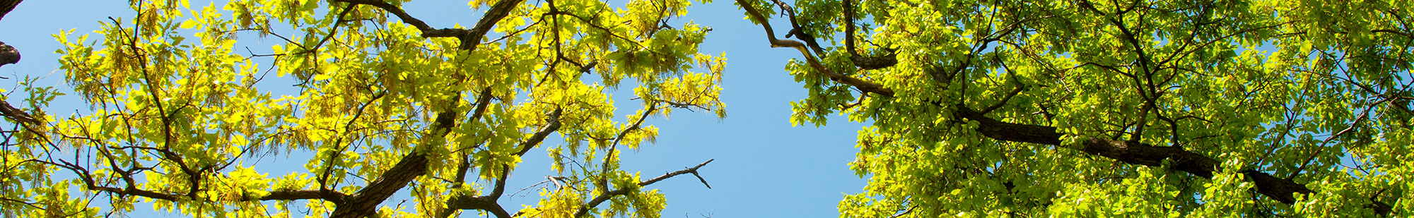 Lush green oak tree branches against a clear blue sky, symbolizing the natural beauty and quality of Swish Oak Natura Herringbone flooring.